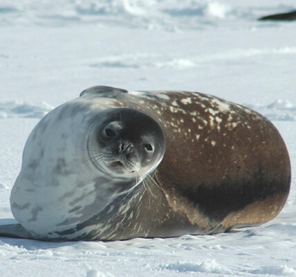 Weddell Seals