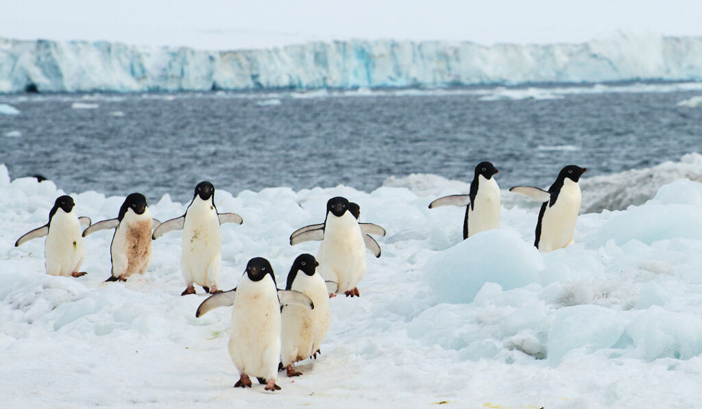 Antarctica Penguins