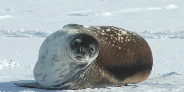 Weddell Seals